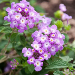 Lantana Rastrera (Lantana montevidiensis)