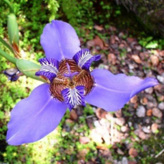 Lirio Gigante - Iris Regina (Neomarica caerulea)