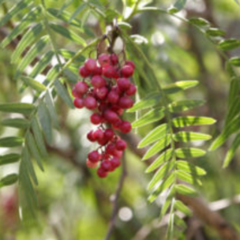 Aguaribay - Pimentero (Schinus molle)