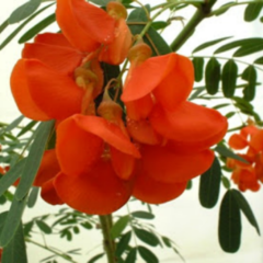 Acacia Mansa - Ceibillo (Sesbania punicea)