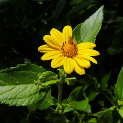 Margarita Dorada (Aspilia silphioides)