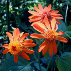 Margarita Naranja (Pseudogynoxys benthamii)