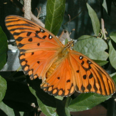 Combo de Plantas Nativas para atraer Mariposas y Colibríes