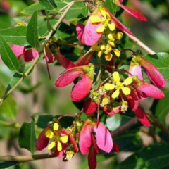 Mariposita - Flor de Mariposa (Heteropterys glabra)