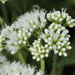 Mariposera - Chilca de Olor - Doctorcito (Austroeupatorium inulifolium)