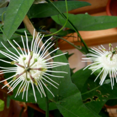 Mburucuyá Blanco (Passiflora misera)
