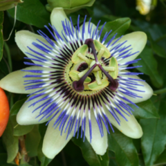 Mburucuyá (Passiflora caerulea)