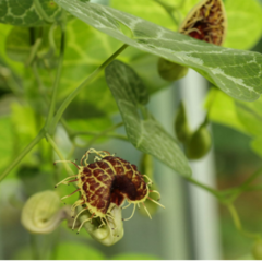 Mil Hombres - Flor de Patito (Aristolochia fimbriata)