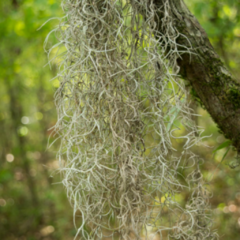 Barba de Viejo (Tillandsia usneoides)