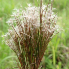 Paja Colorada - Yerba Barbuda (Schizachyrium microstachyum)