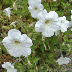 Petunia - Coroyuyo (Petunia axillaris)
