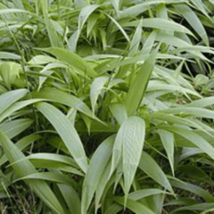 Pasto Palmera (Setaria sulcata)