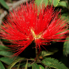 Plumerillo Rojo - Borla de Obispo (Calliandra tweedii)