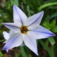 Bibí - Estrellita (Ipheion uniflorum)