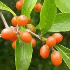 Tarumá – Espina del Bañado (Citharexylum montevidense)