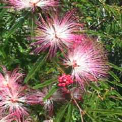 Plumerillo Rosado - Flor de Seda (Calliandra parviflora)
