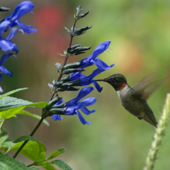 Salvia Azul (Salvia guaranitica)