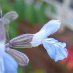 Salvia Pallida Celeste (Salvia pallida)