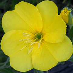 Suspiros - Flor de un día- (Oenothera affinis)