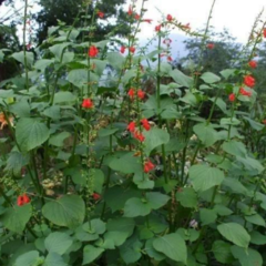 Salvia Roja (Salvia subrotunda)