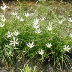 Azucenita de Río (Zephirantes candida)