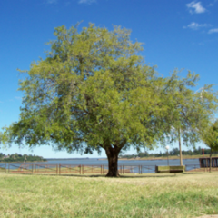 Tala (Celtis ehrenbergiana)