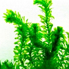 Elodea (Egeria densa)