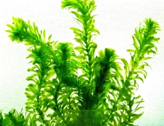 Elodea (Egeria densa) - comprar online