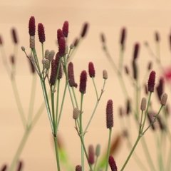 Cardo Alambre (Eryngium ebracteatum)