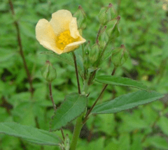 Escoba Dura (Sida rhombifolia) - comprar online