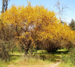 Espinillo – Aromito (Acacia caven) - comprar online