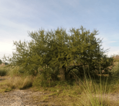 Espinillo – Aromito (Acacia caven) en internet