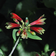 Flor de papagayo (Alstroemeria psittacina)