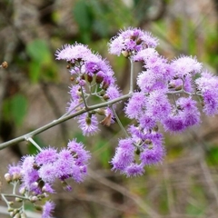 Vernonia Fulta (Quechualia fulta)
