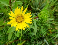 MELOSA - MARGARITA AMARILLA (Grindelia pulchella) - comprar online