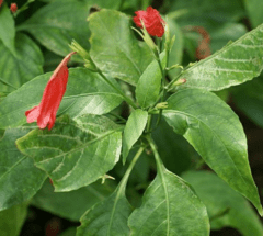 Gota de Sangre (Ruellia angustiflora) - comprar online