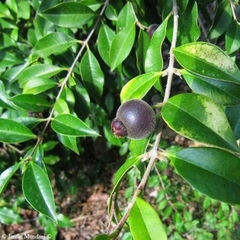 Guaviyú (Myrcianthes pungens)