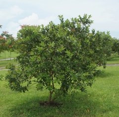 Guayaba (Psidium guajaba) - comprar online