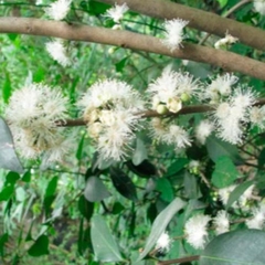 Guayabo Blanco (Eugenia uruguayensis)