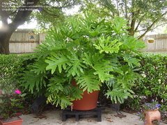 Güembé - Wambé (Philodendron bipinnatifidum) - comprar online
