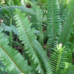 Helecho Serrucho (Nephrolepis cordifolia)