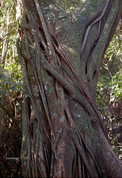 Higueron - Ibapoy (Ficus luschnathiana) en internet