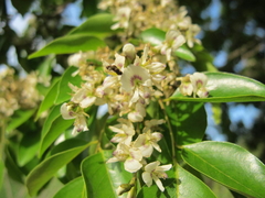 Lapachillo (Poecilanthe parviflora) en internet