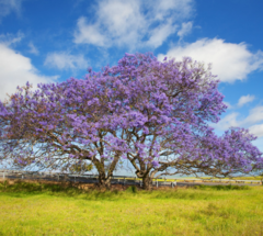 Jacarandá (Jacarandá mimosifolia) - comprar online