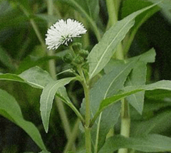 Jazmín del Bañado (Gymnocoronis spilanthoides) - comprar online