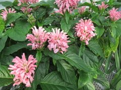 Justicia - Vara de la Justicia - Jacobina (Justicia carnea) - comprar online