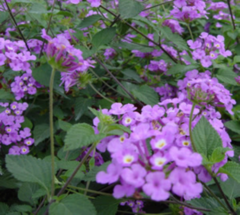 Lantana Morada (Lantana megapotamica) - comprar online