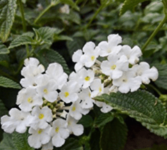 Lantana Rastrera (Lantana montevidiensis) - comprar online