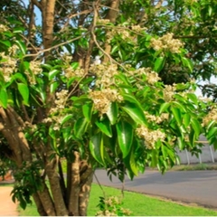 Lapachillo (Poecilanthe parviflora)