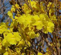 Lapacho Amarillo (Handroanthus pulcherrimus) - comprar online